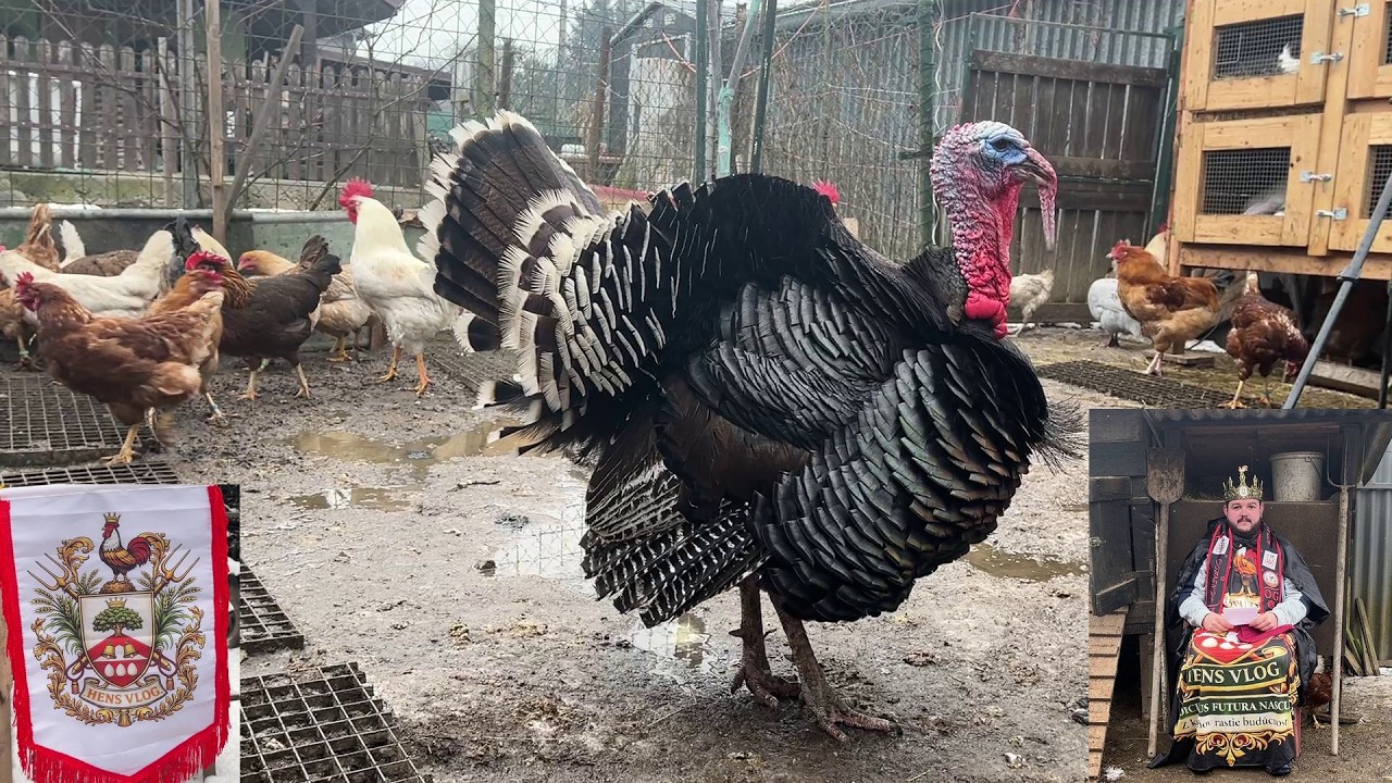 👑 Hens-VLOGS :1247👑🐓👨‍🌾