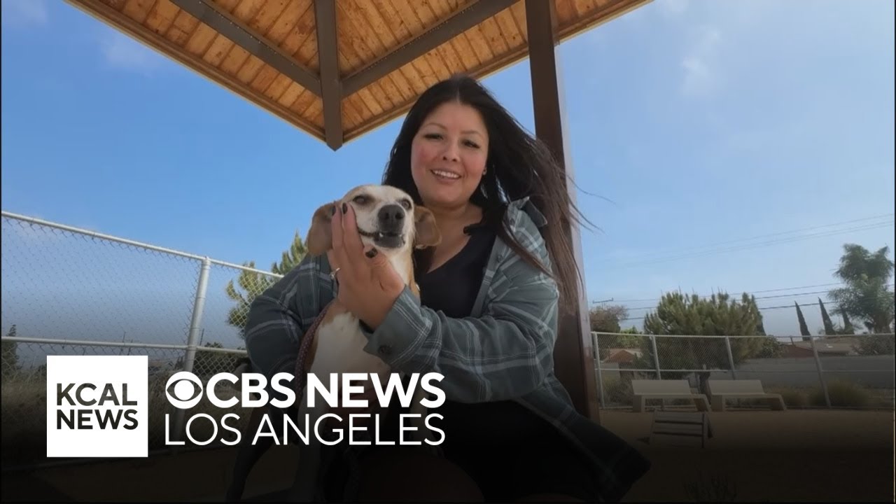 More than a dozen dogs rescued after being dumped at Earvin Magic Johnson Park