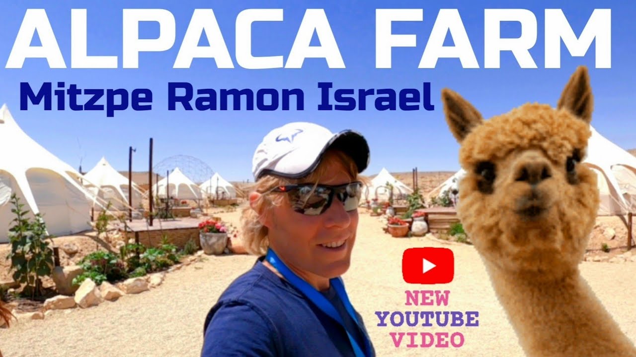 Alpaca Farm Outside Mitzpe Ramon In Israel's Negev Desert