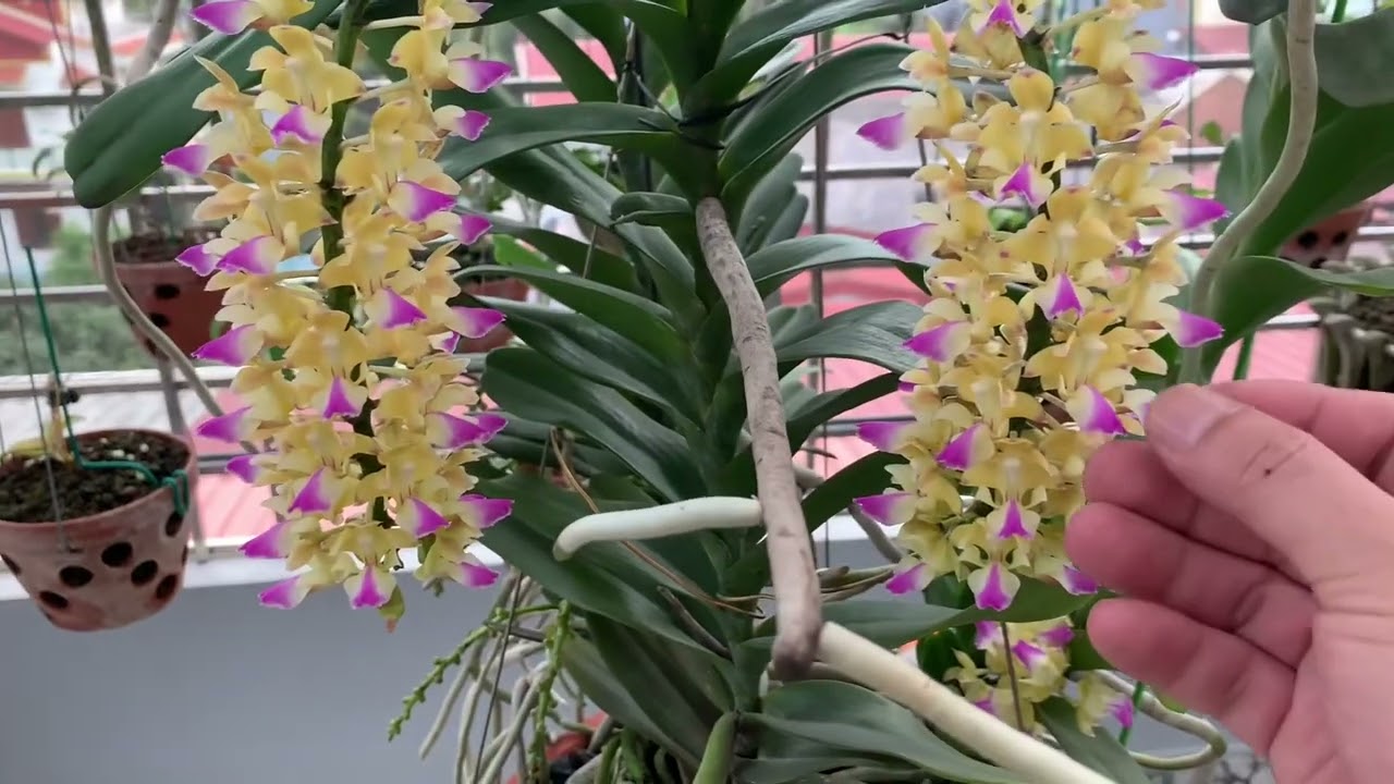 PHÂN BIỆT HOÀNG NHẠN THÁNG 4 VÀ THÁNG 8 ( thực tế quan sát tại vườn nhà )
