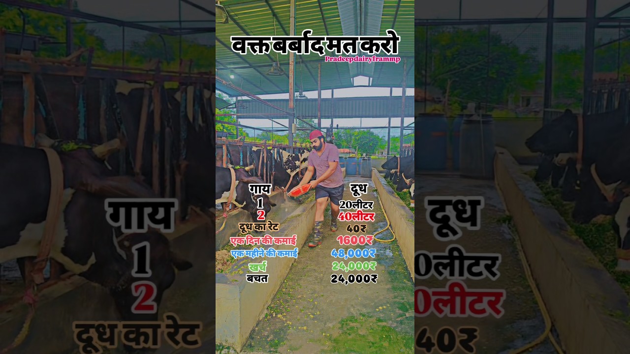 💥cow dairy farm in India,how to do dairy farm business,cows in india for dairy farming#farming #cow