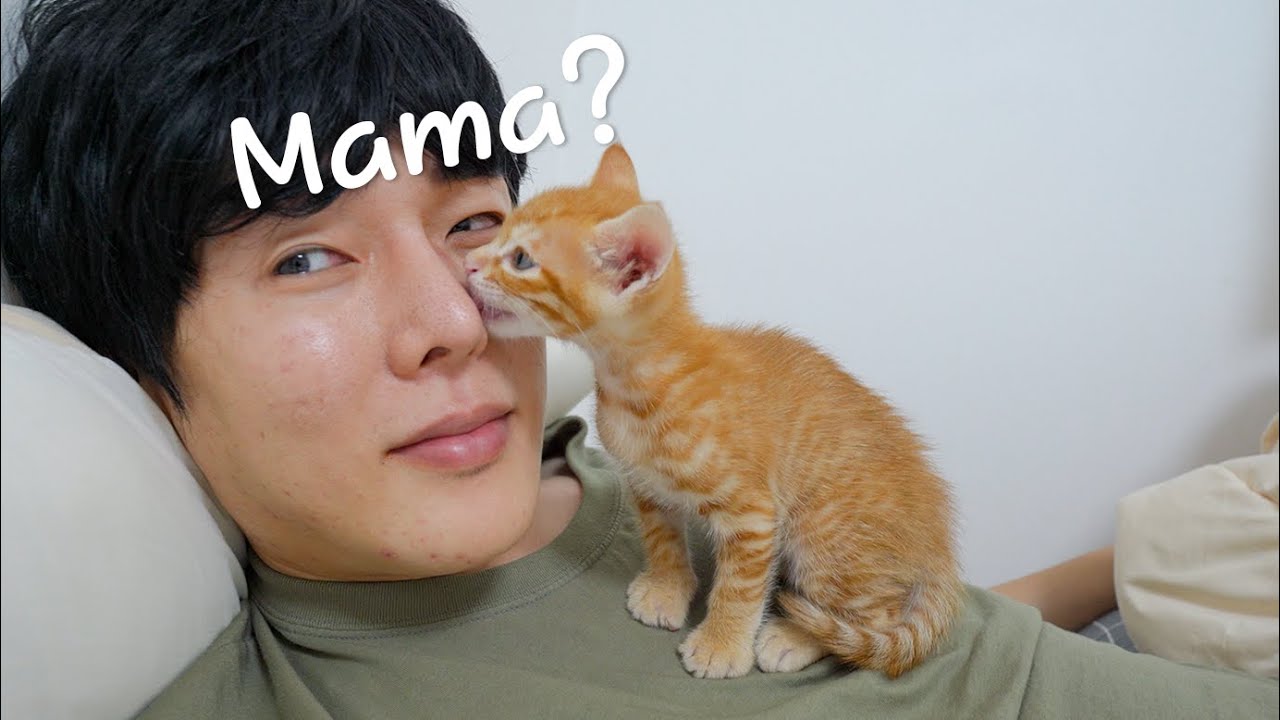 Scary Behavior When Kitten Thinks Its Owner is Its Mother😲😲😲