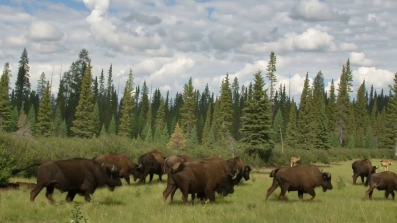 Wood Buffalo National Park
