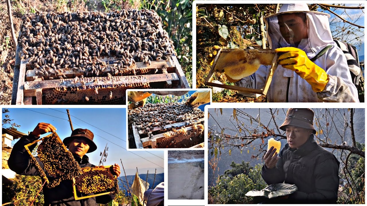 Pure organic honey hunting. मौरी घार सरसफाई तथा तापक्रम नियन्त्रण यसरी गरिन्छ सबैले हेर्नुहोला।।