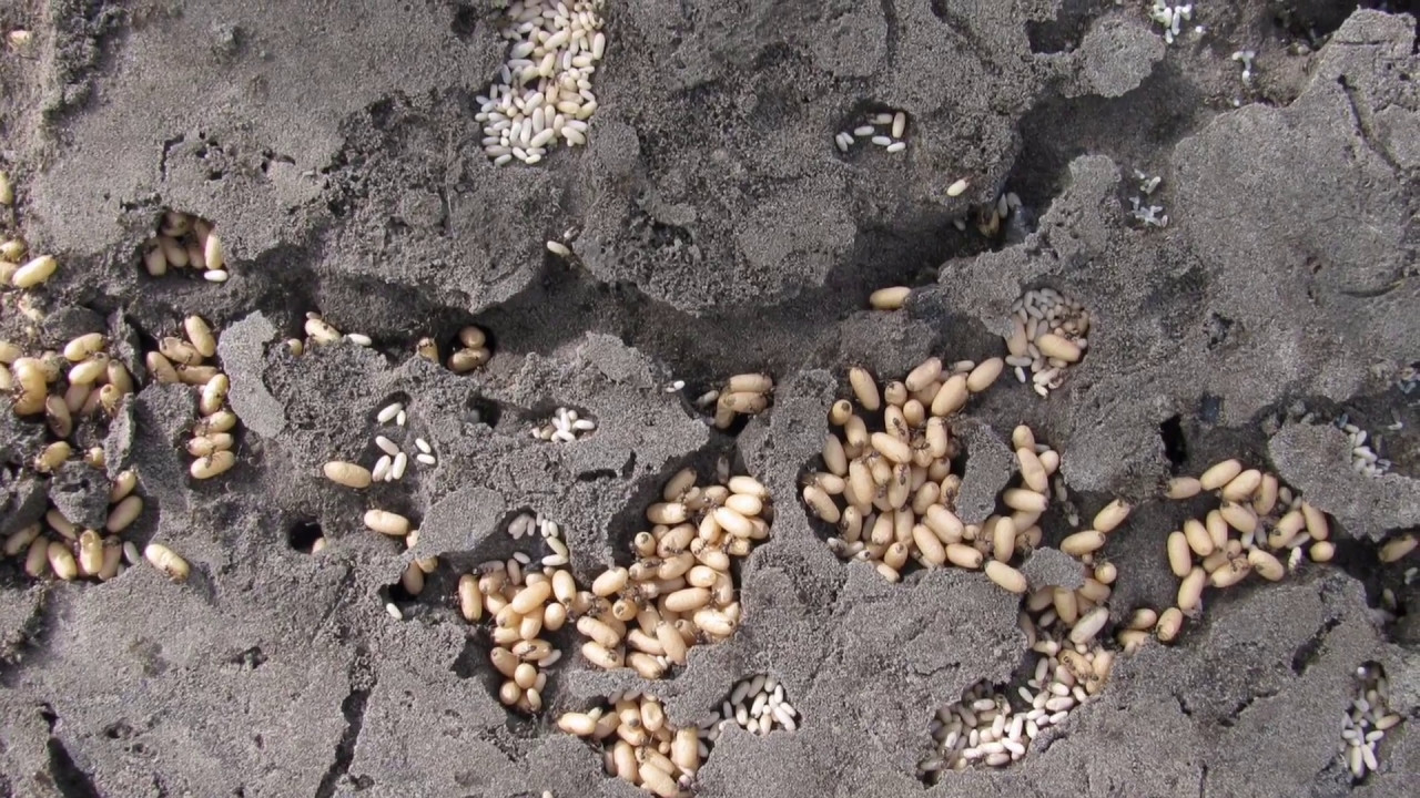 Ameisenarten in unseren Gärten + Myrmica Königinnen fangen!!!