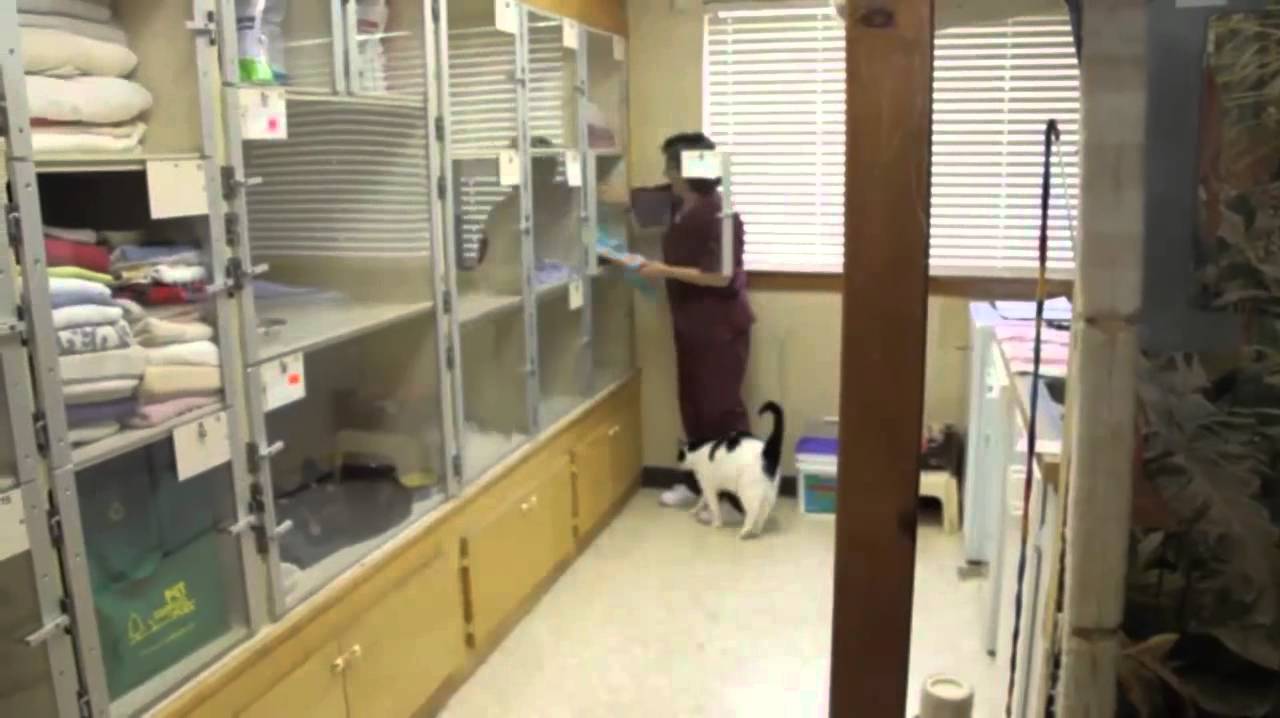 Video Profile 0:30 - Bregman Veterinary Group - VETERINARY