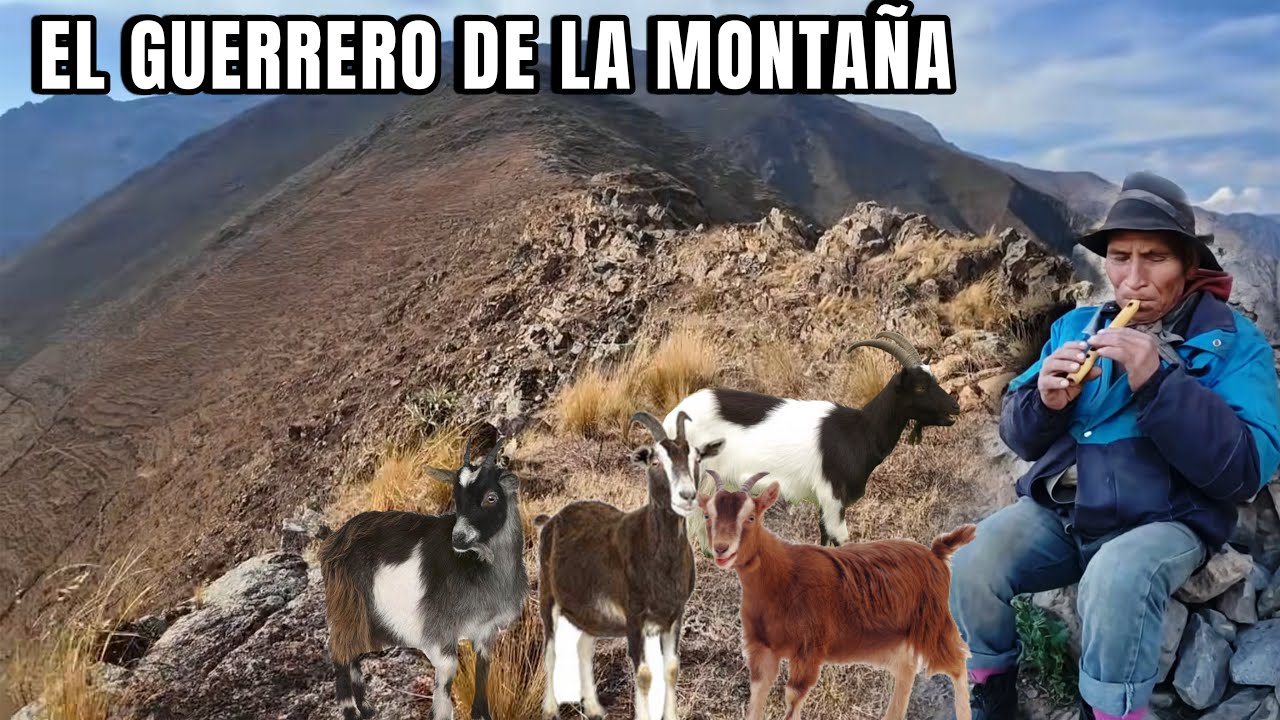 El HOMBRE CIEGUITO que desafía las MONTAÑAS  junto con sus CABRAS, casi no lo encontramos 