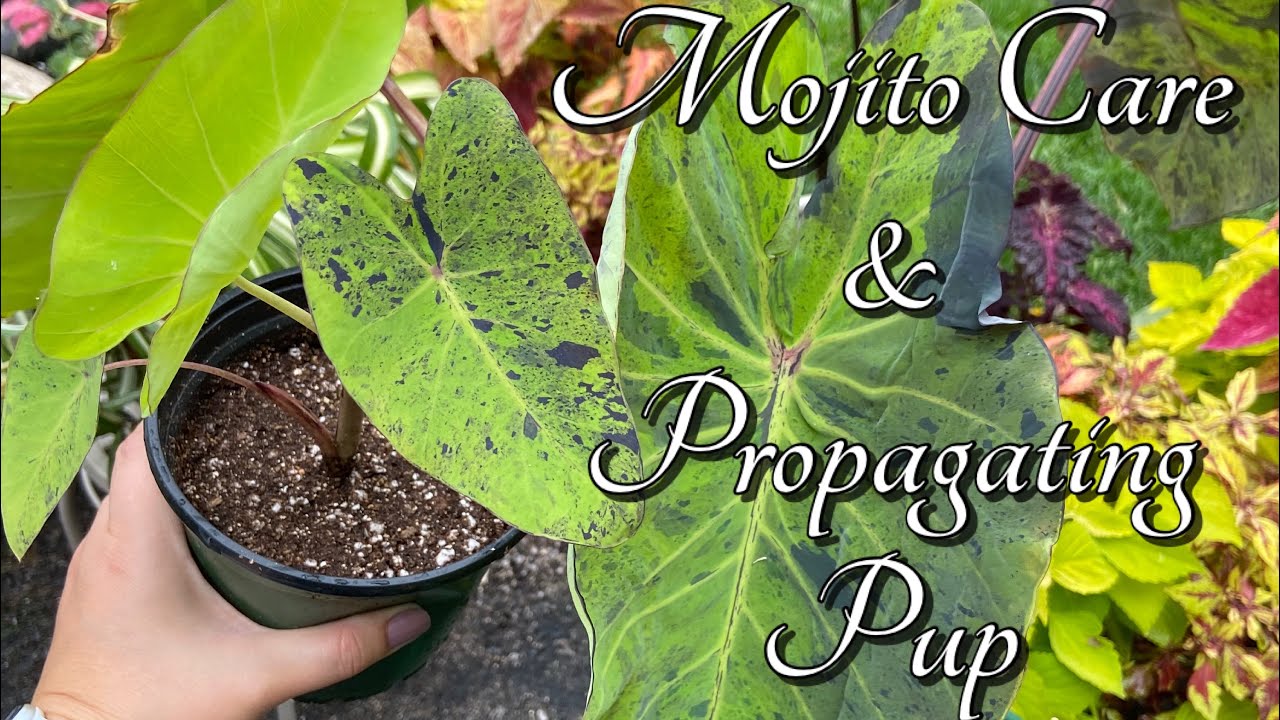 Mojito Plant Care & Propagating Pup