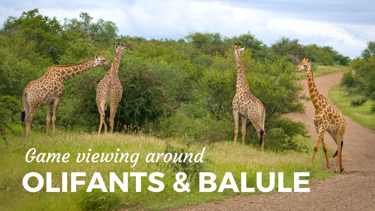 GAME VIEWING around OLIFANTS & BALULE in the Kruger National Park, South Africa