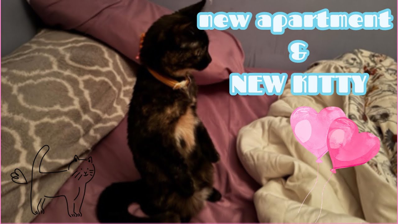 new apartment & NEW KITTY