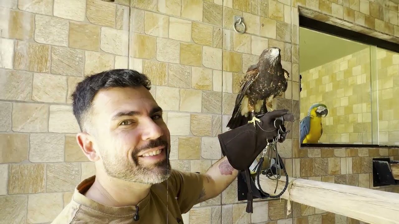 Equipamentos de Falcoaria: Como Usar Corretamente no Gavião