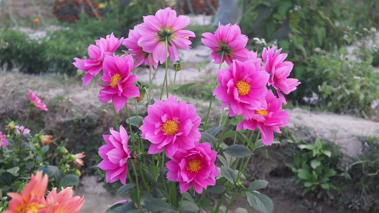Special pink colour Dahlia 