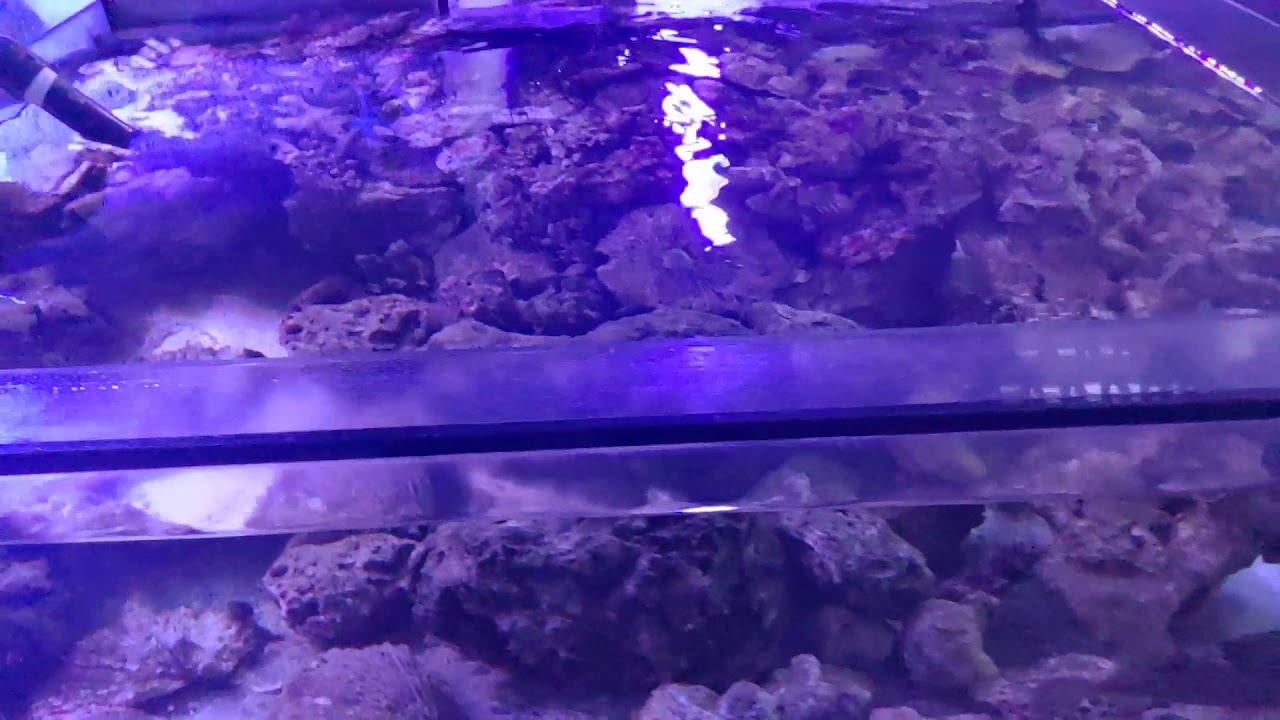 Zakładanie akwarium morskiego - Wizyta w sklepie ReefShop