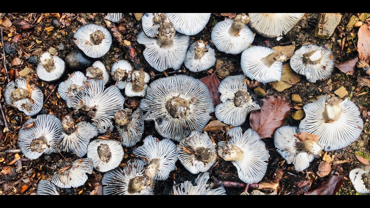 HYGROPHORUS  MARZUOLUS ENERO 2019