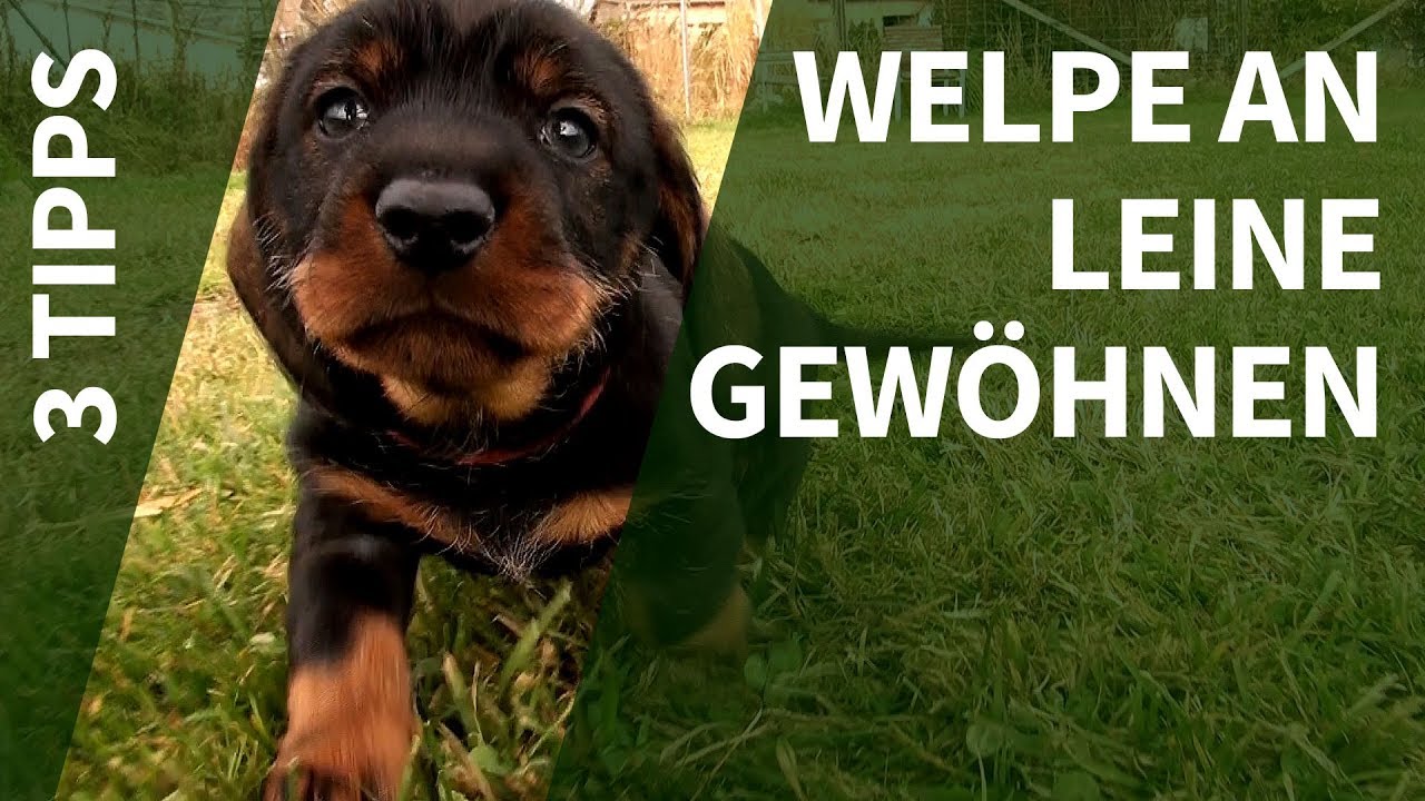 Welpe an Leine gewöhnen ► 3 Tipps zur Vorbereitung von Welpen für eine gute Leinenführigkeit