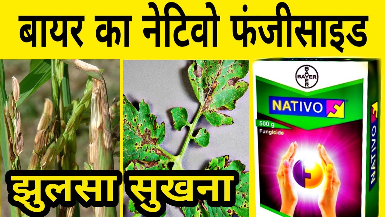 Bayer Nativo | Native | Bayer native | Fungicide for paddy | Early blight Late blight cotton