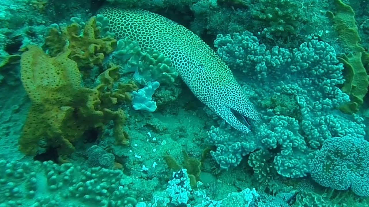 2 Mile - Dive 1 - Stringer