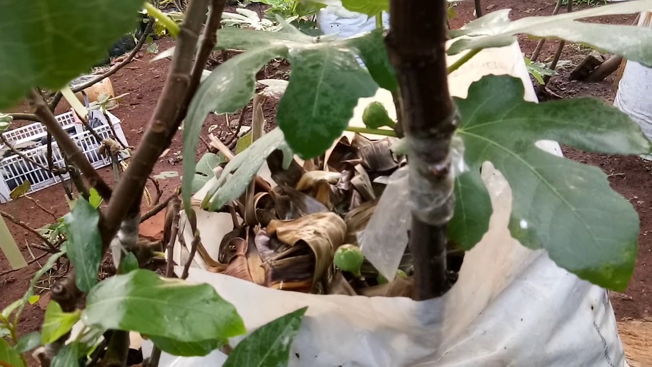 Black madeira fig