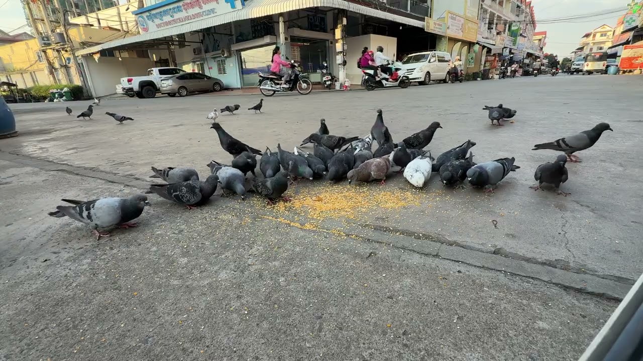 See the beautiful pigeons.