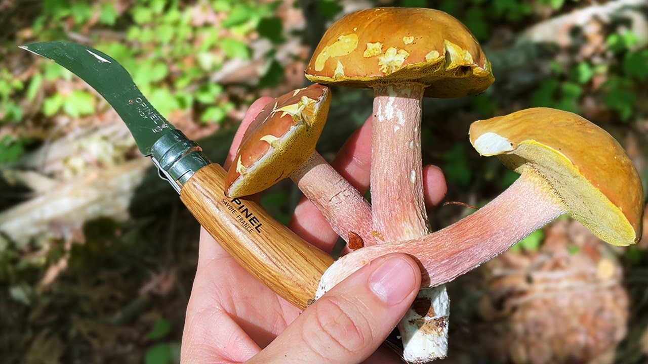 The TASTIEST Mushroom You've Never Heard Of | Lilac Bolete Foraging