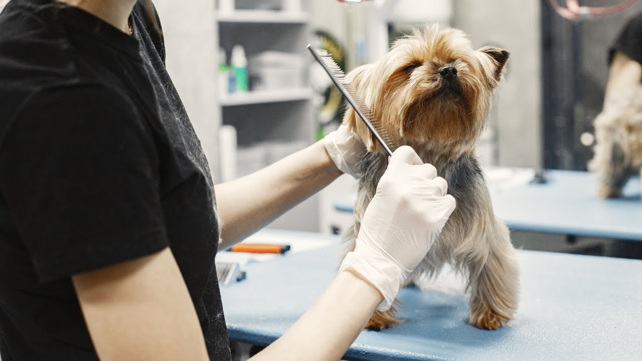 Uncovering the Rich History and Mystical Legends of Yorkshire Terriers