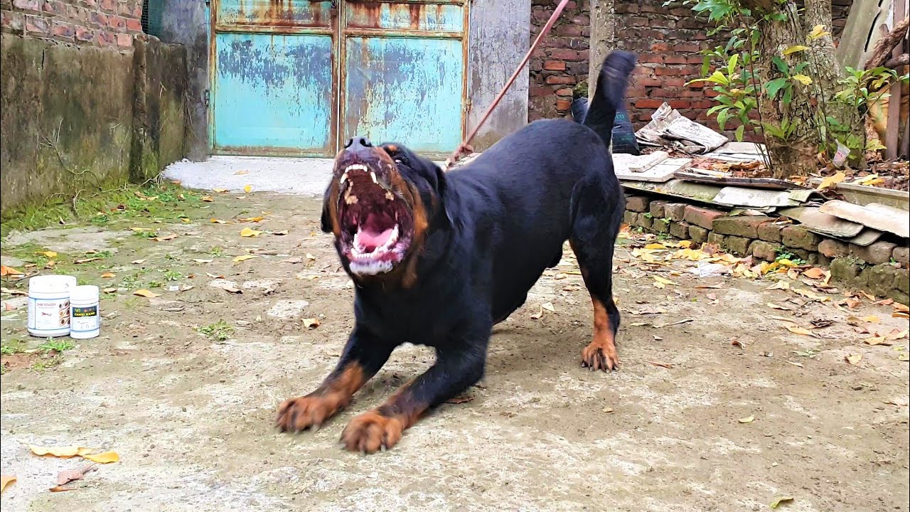 Chó Sủa Dọa Cấp Độ 1 | Rottweiler Barking | Loki Gervi