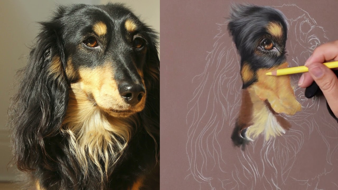 How to draw a Long Haired Dachshund - Part One timelapse