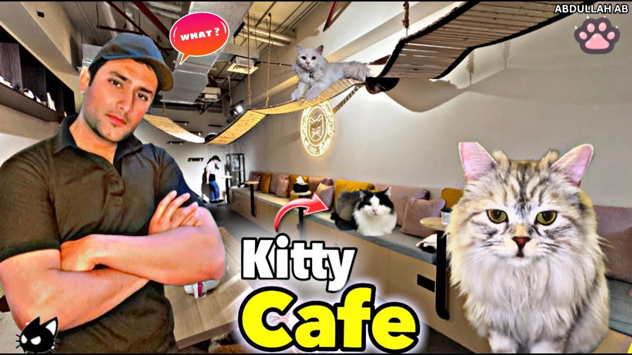 KITTY CAFE | itni sari cats cafe main ku ?