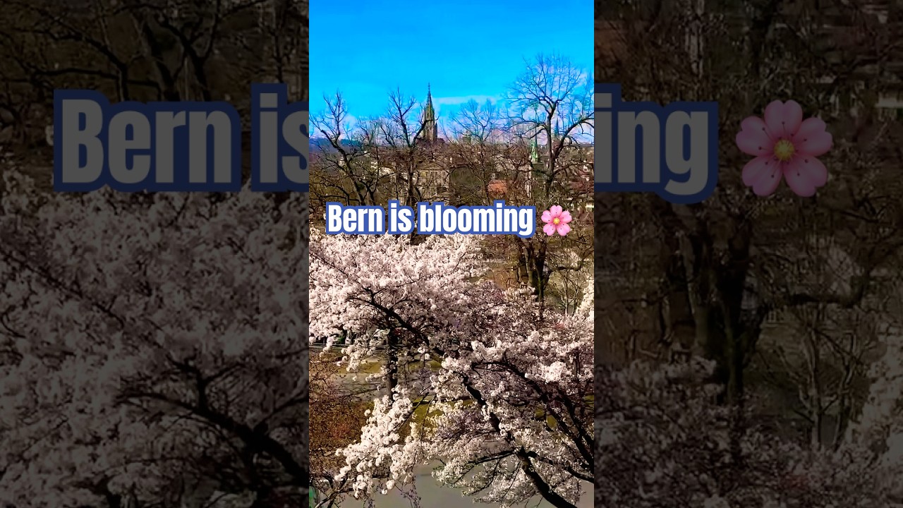 Cherry Blossom in Bern #switzerland #bern