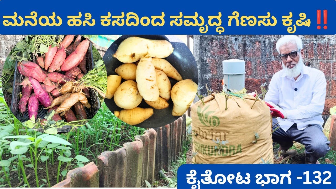 ಅಬ್ದುಲ್ ರೆಹಮಾನ್ ಅಡ್ಡೂರು ಇವರ ಕೃಷಿ ಪ್ರಯೋಗಕ್ಕೆ ಕೊನೆಯಿಲ್ಲ⁉️2 in 1 ವಿಧಾನದಲ್ಲಿ ಮನೆಯ ಹಸಿಕಸ ದಿಂದ ಗೆಣಸು ಕೃಷಿ 