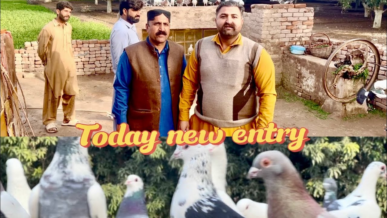 Today new entry 💕❤️fighter 70 kabutar le ye ha #pigeon #pegionsvideos #bird #pegionslover #kabutar 