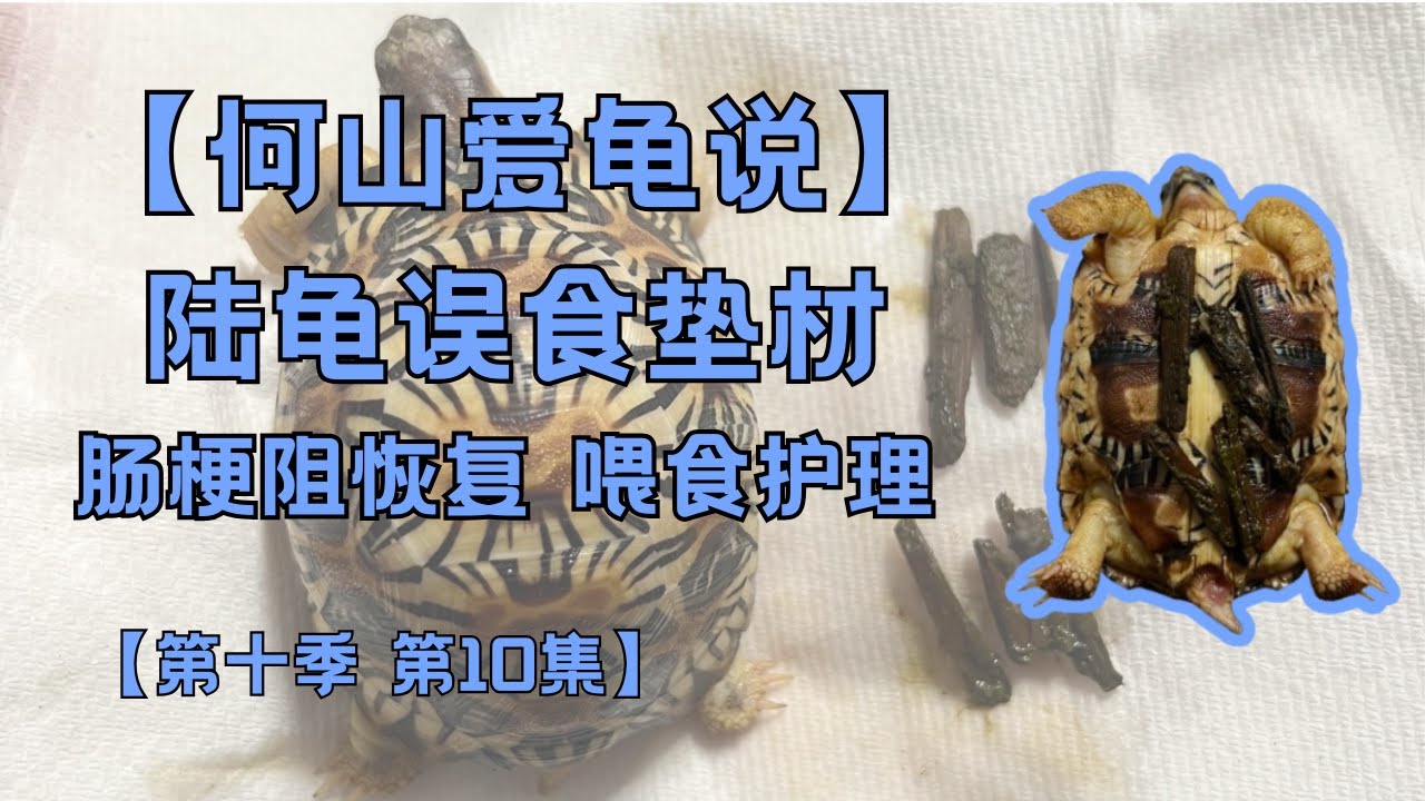 第十季第10集：辐射陆龟误食垫材｜何山爱龟说｜异物型肠梗阻｜便秘处理过程和恢复｜每日喂食｜