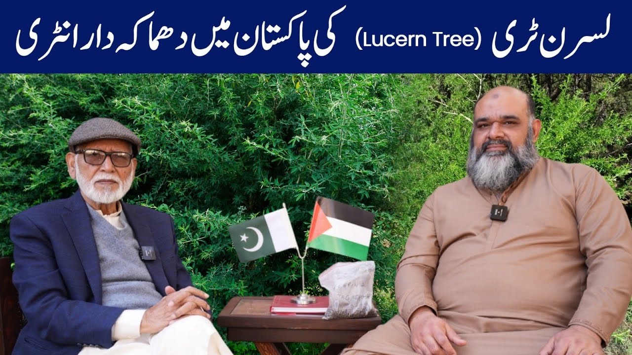 Difference between Lucern Tree and Lucern crop