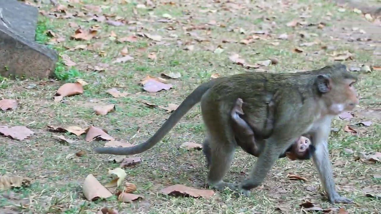 Mama Pepper Carry Her Bb walk To Find Food To eat  on Field