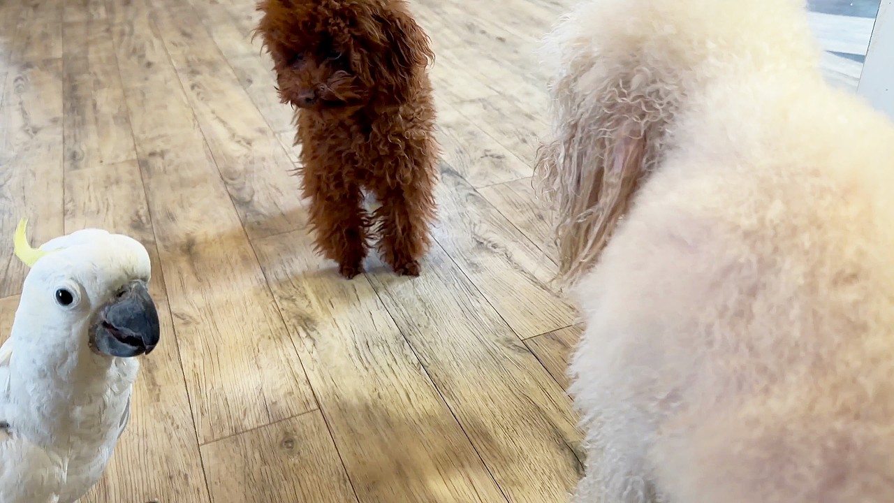 The main assistants in beauty procedures. Главные помощники в бьюти процедурах.