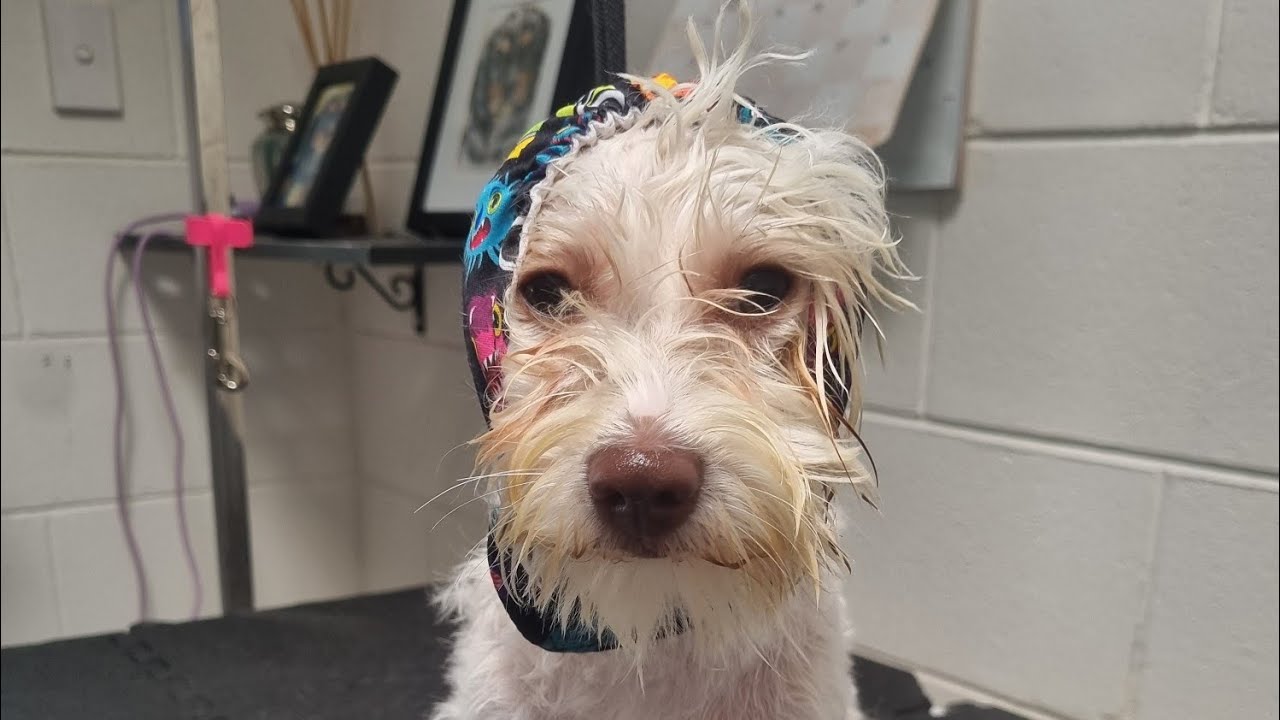 Chino, Malshi(Maltese X Shih-Tzu) Bath❤️#ilovemarshmallowpaws#doggrooming#malshibath#Chino