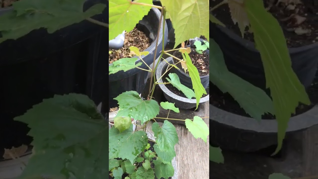 ROOTSTOCK SO4 SANGAT VIGOR MEDIA SEKAM BAKAR COCOPEAT PASIR MALANG 