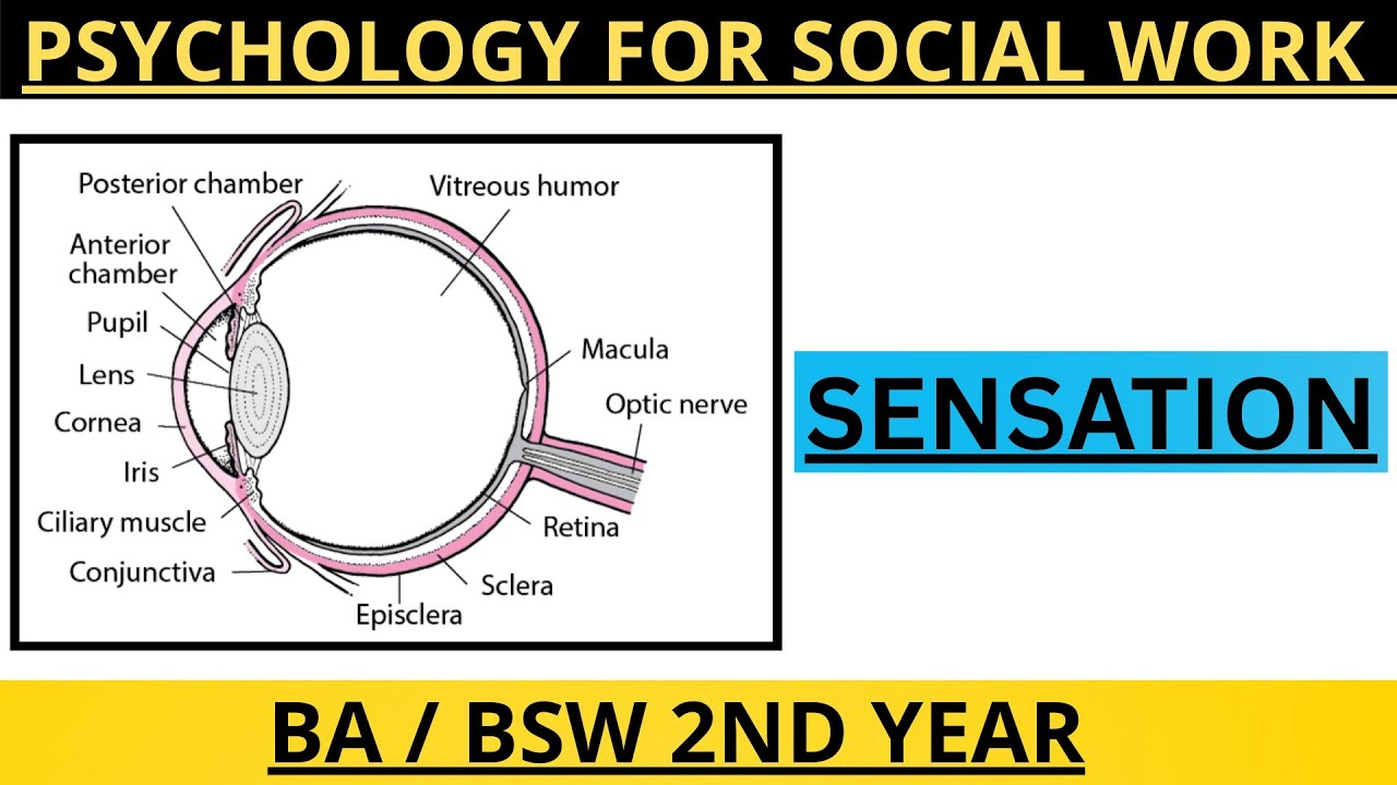 Psychology for Social Work (SW 423) | Sensation | BA / BSW 2nd Year TU