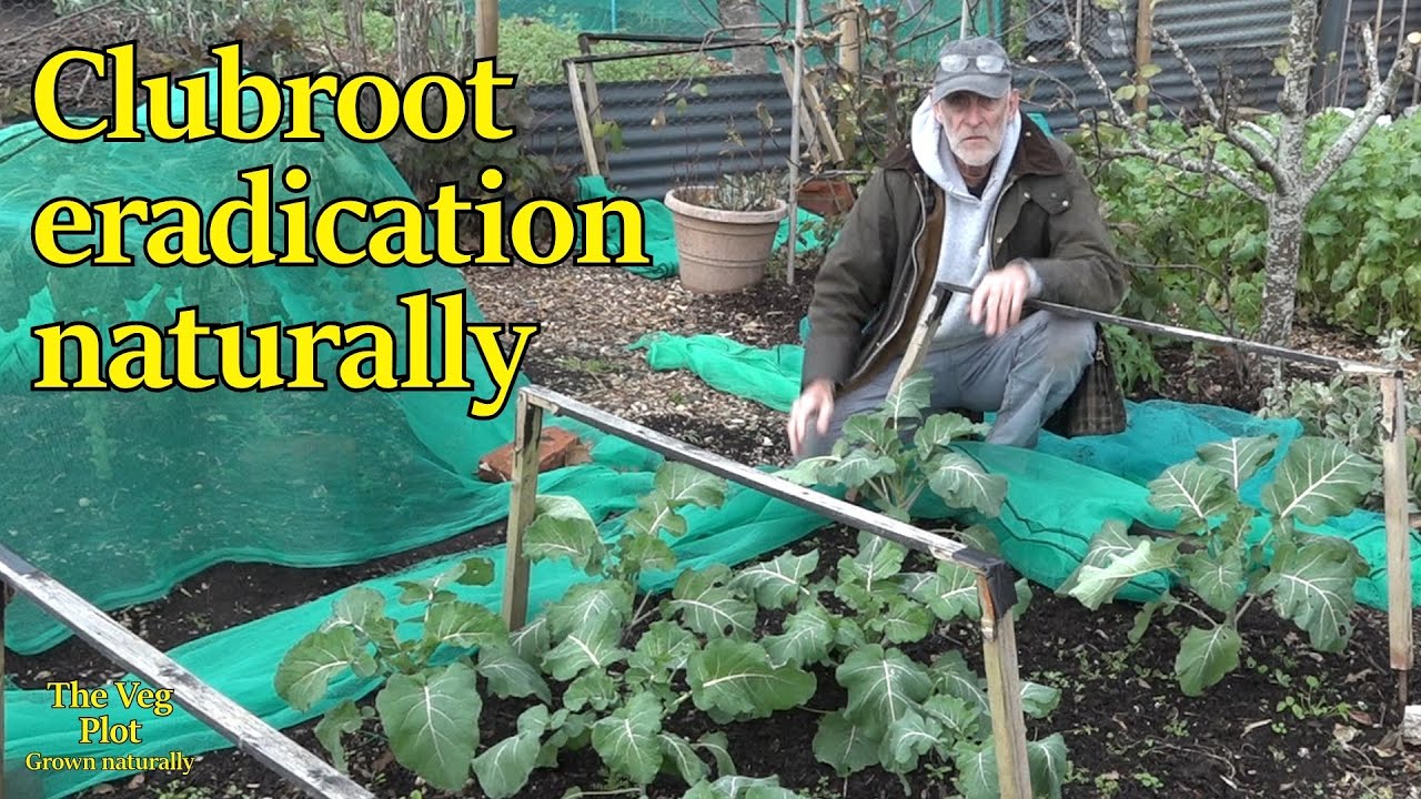Getting rid of clubroot