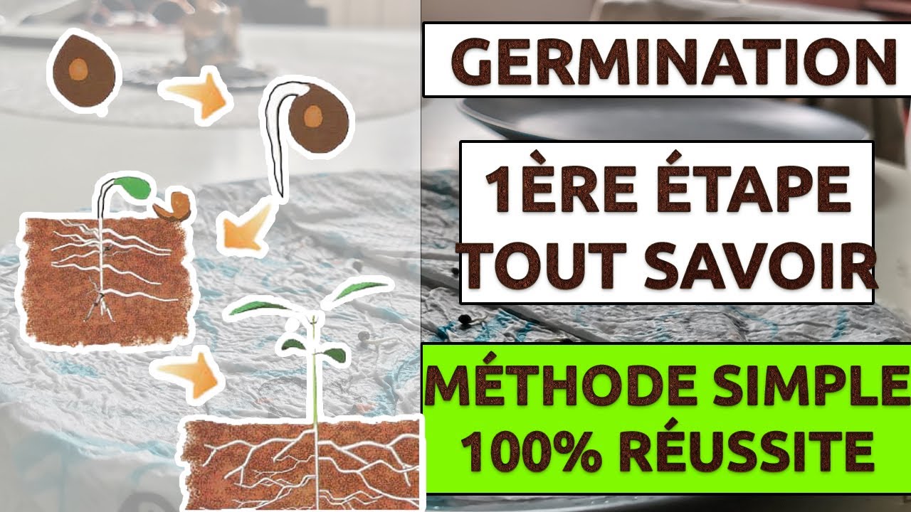 FAITES GERMER VOS GRAINES COMME UN PRO !!! (d&eacute;buter en culture Indoor)