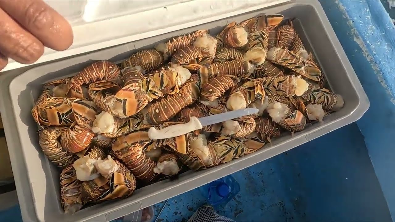 PESCA DE LANGOSTA Y SOLO COLÁ 