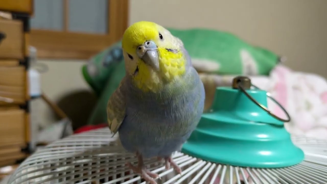 セキセイインコ　そらちゃん何度も入退院がんばったね、今までありがとう🐥