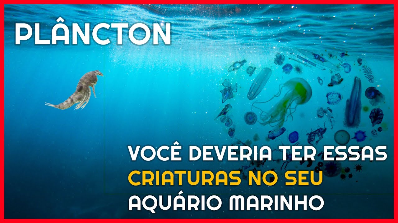 Os benefícios do plâncton no seu aquário marinho - Academia do Aquário