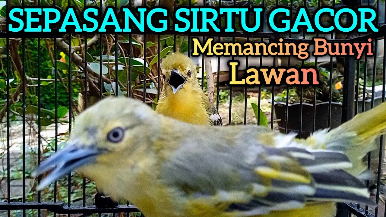 SEPASANG SIRTU GACOR MEMANCING BUNYI SEMUA SIRPU/SIRTU GACOR - LANGSUNG RAME