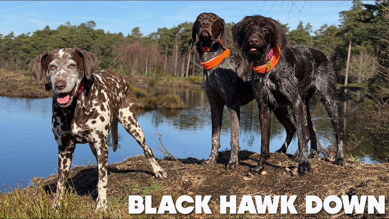 Black (Hawk) Down on the Sussex Surrey border
