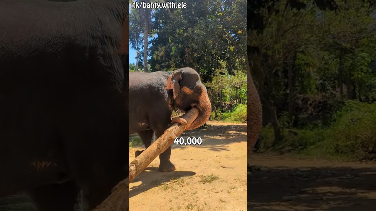 Tranks:An Elephant's Super Tool