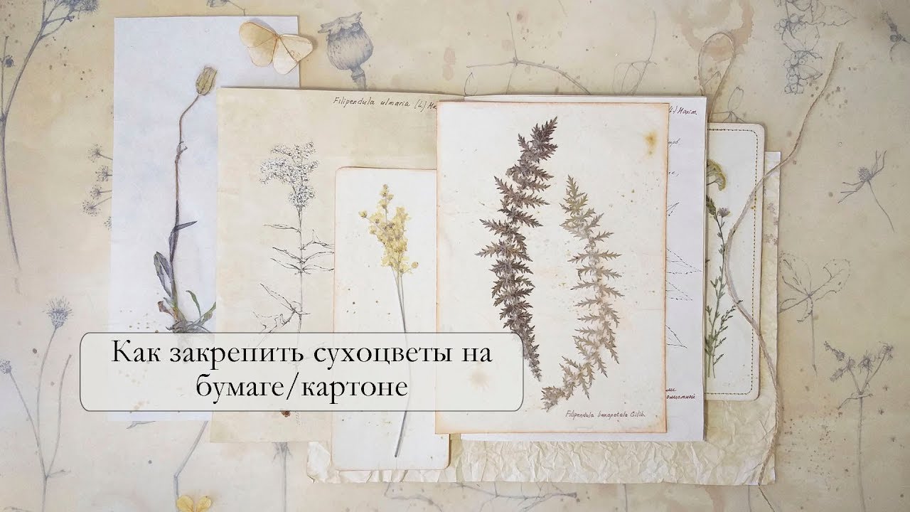 Крепление сухоцветов на бумагу или картон