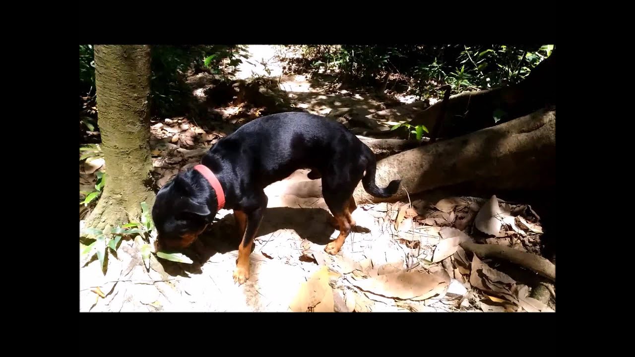 jungle trekking 260216 at bukit gasing - and LEO spoke and throwed tantrum!!!!