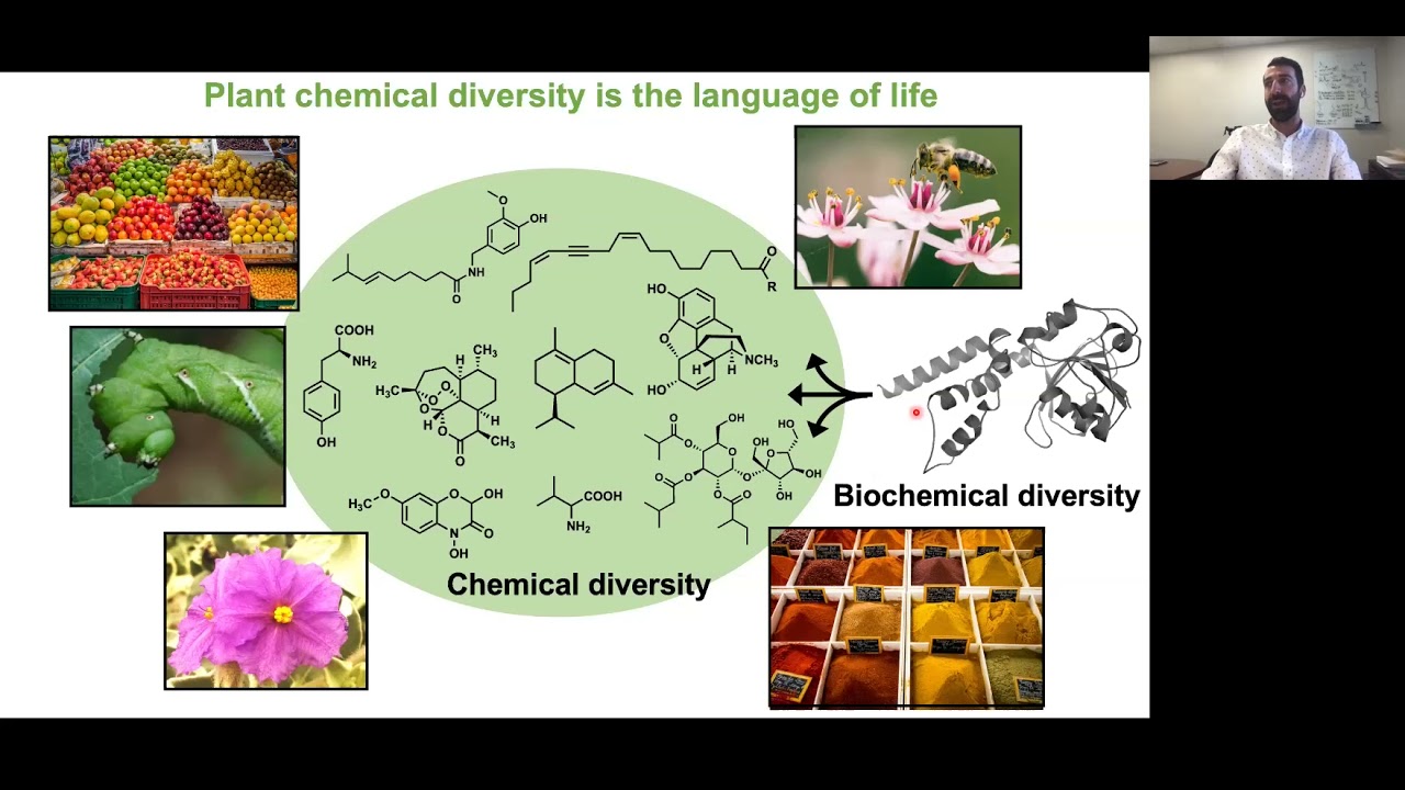 Acylsugars as a model system to explore the evolution of plant chemical diversity