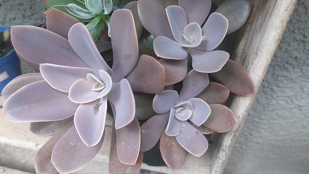 Descobri como cultivar minha suculenta Metálica